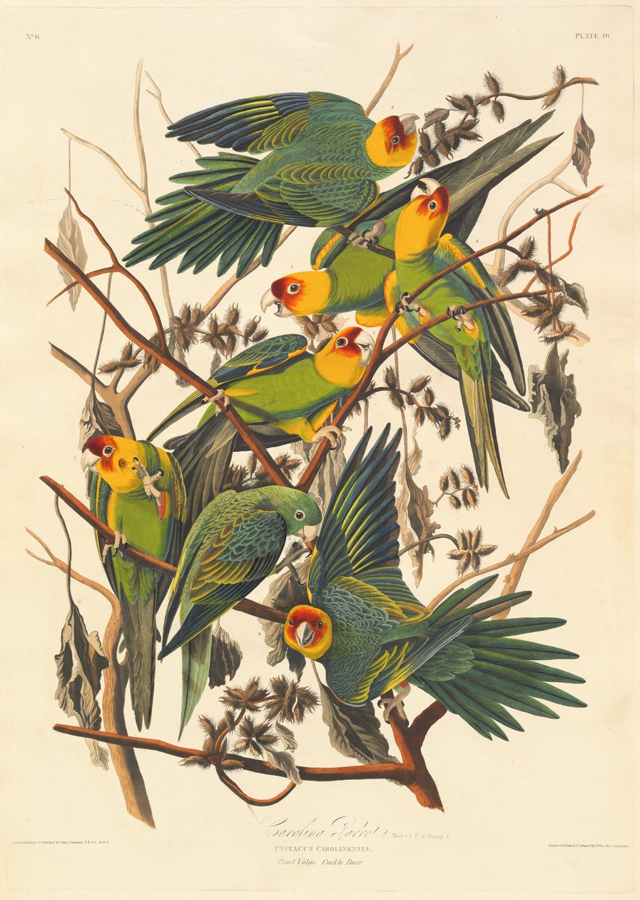 Caroline Papağanı by Robert Havell after John James Audubon