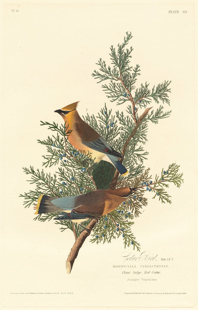 sedir kuşu by Robert Havell after John James Audubon