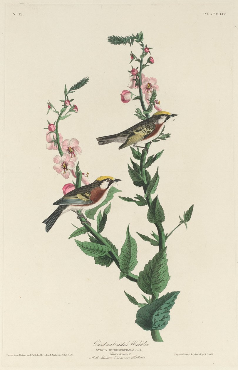 kestane yüzlü ötleğen by Robert Havell after John James Audubon