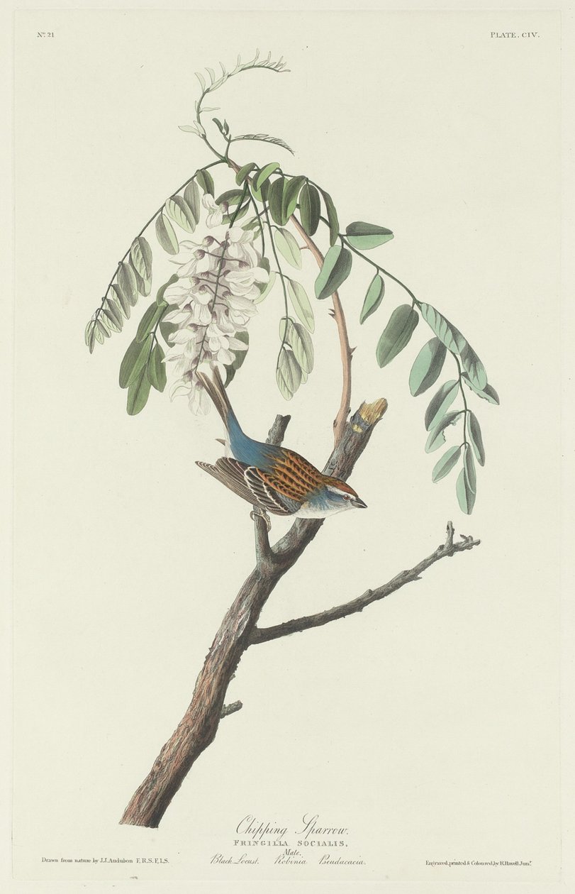 yontma serçesi by Robert Havell after John James Audubon