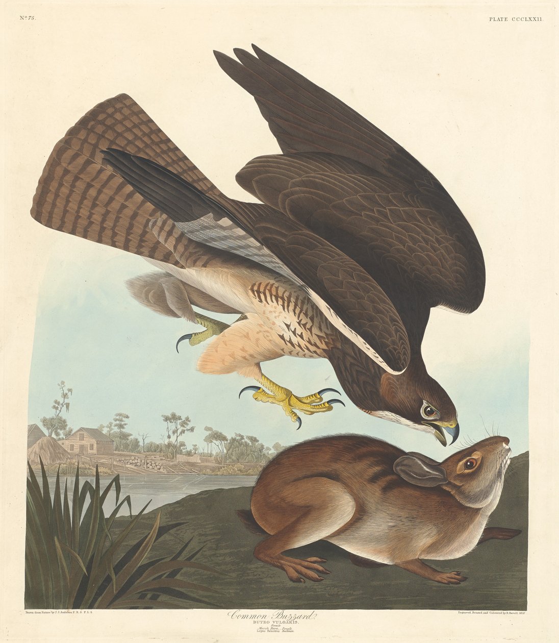 Ortak şahin by Robert Havell after John James Audubon