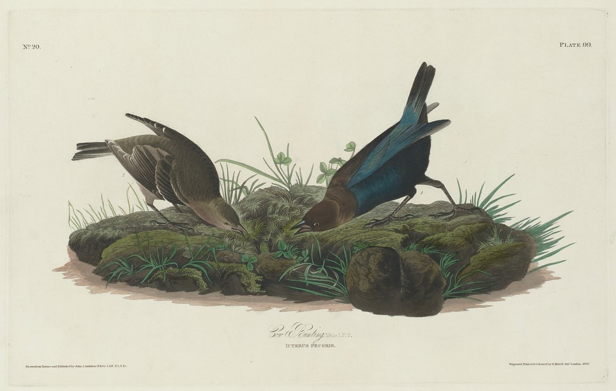 inek kiraz kuşu by Robert Havell after John James Audubon