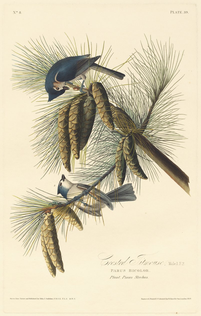 tepeli baştankara by Robert Havell after John James Audubon