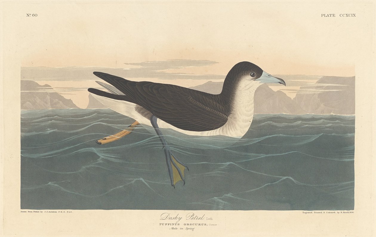 gölgeli kuş by Robert Havell after John James Audubon