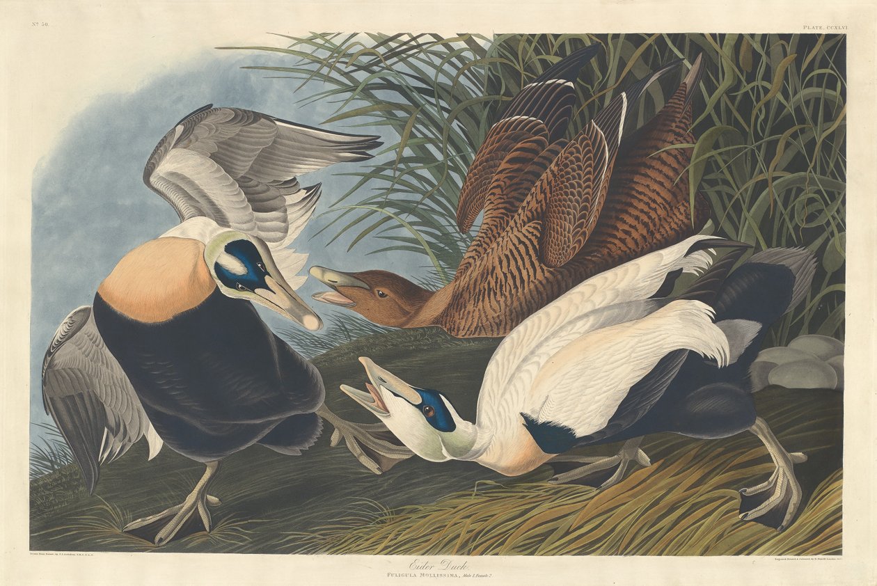 Eider Ördeği by Robert Havell after John James Audubon
