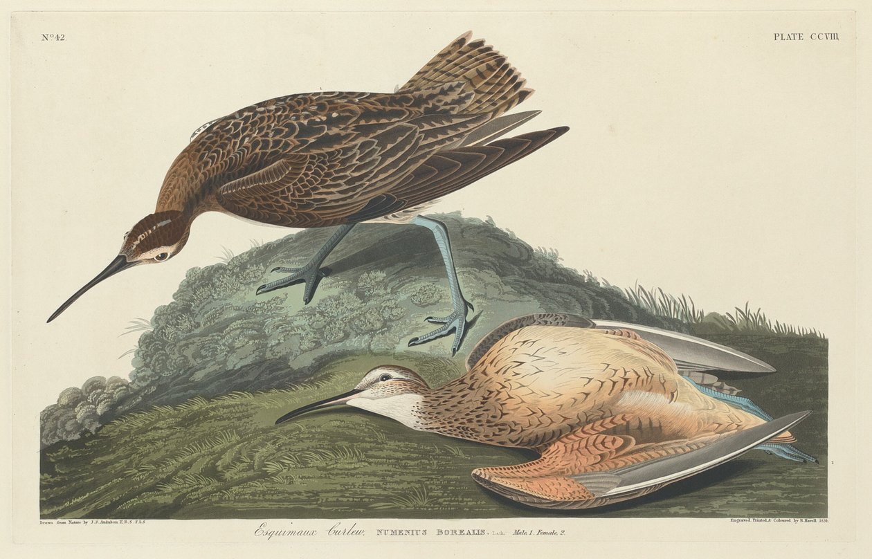 Curlew Eskimolar by Robert Havell after John James Audubon