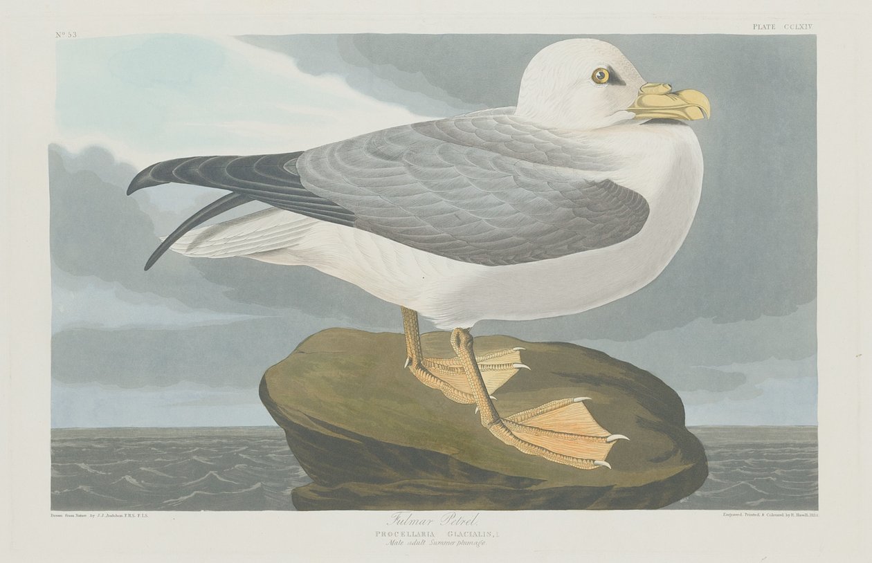 Fulmer Kuşu by Robert Havell after John James Audubon