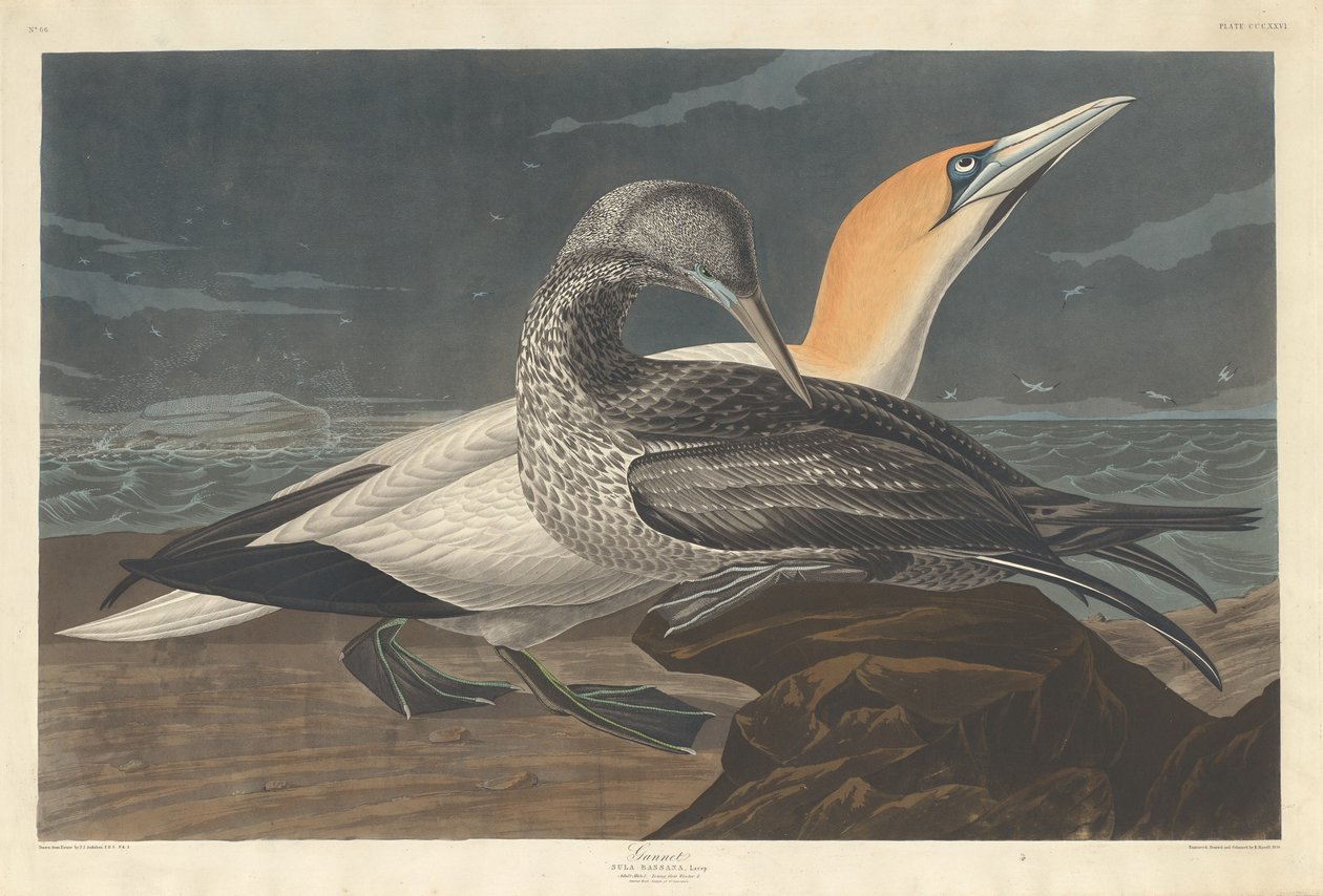 sümsük kuşu by Robert Havell after John James Audubon