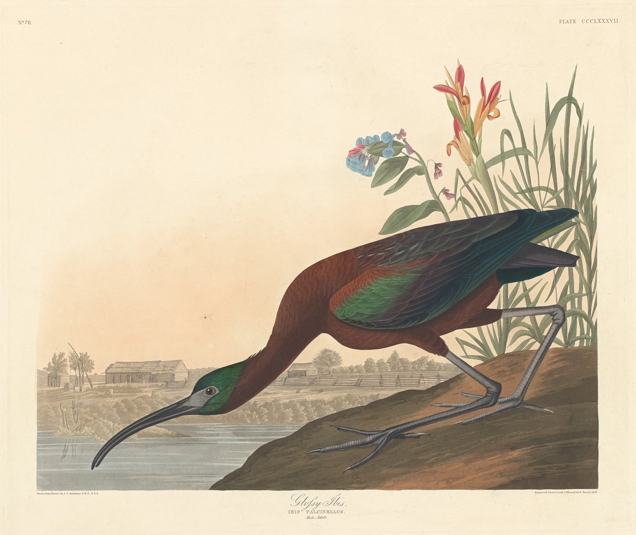 parlak aynak by Robert Havell after John James Audubon