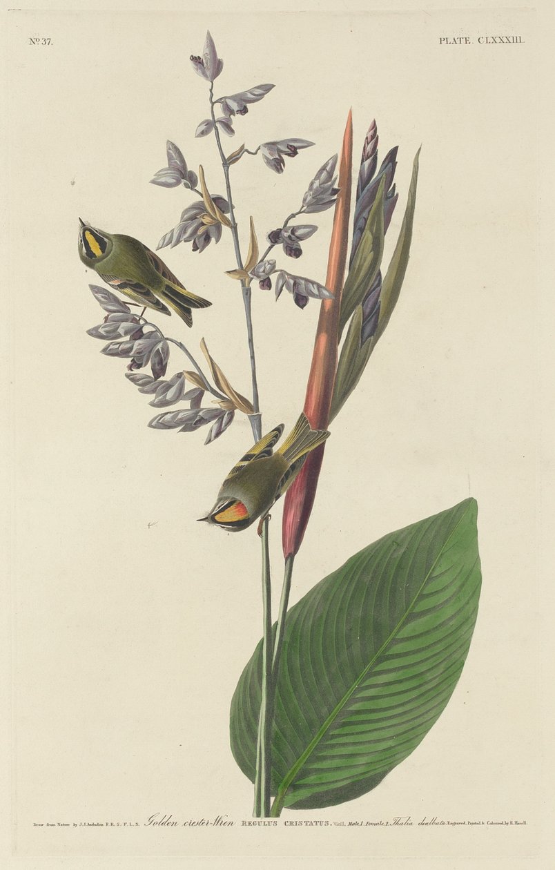 Altın Tepeli Çalıkuşu by Robert Havell after John James Audubon