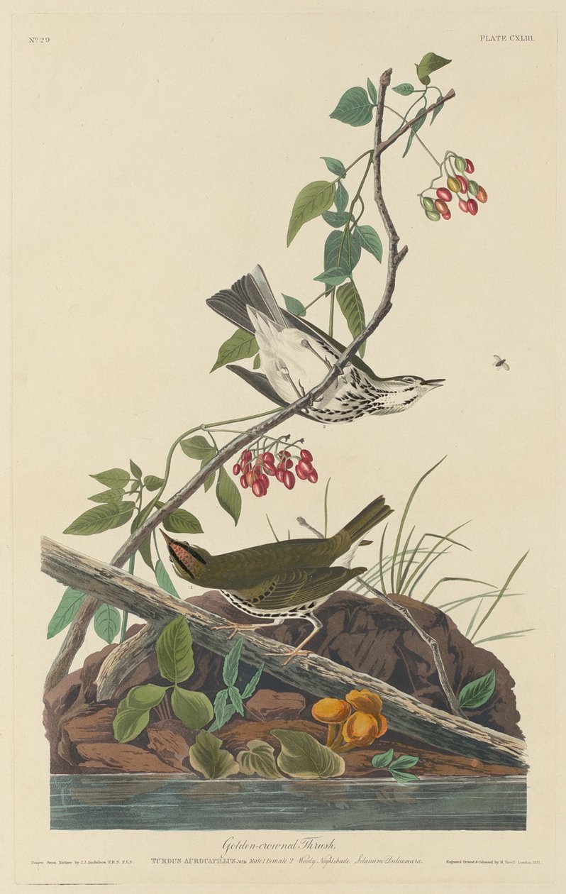 Altın Taçlı Ardıç by Robert Havell after John James Audubon
