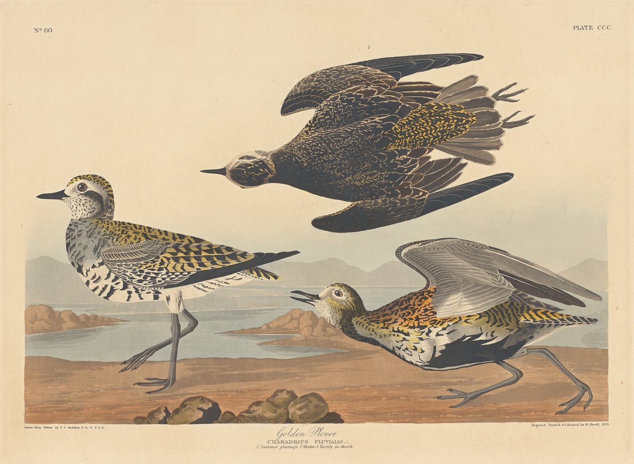 altın cılıbıt by Robert Havell after John James Audubon