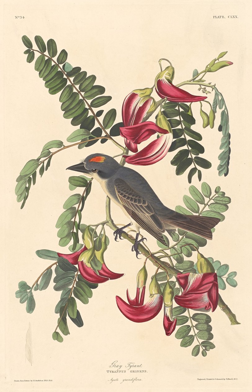 gri zalim by Robert Havell after John James Audubon