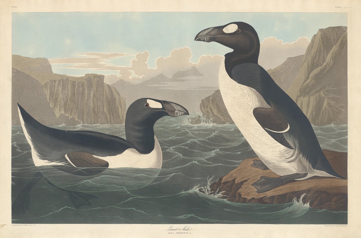 Büyük Auk by Robert Havell after John James Audubon