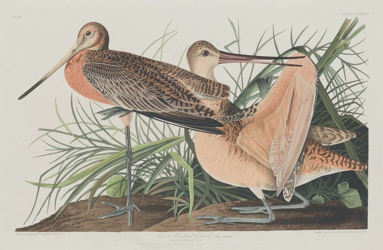 Büyük Mermer Godwit by Robert Havell after John James Audubon