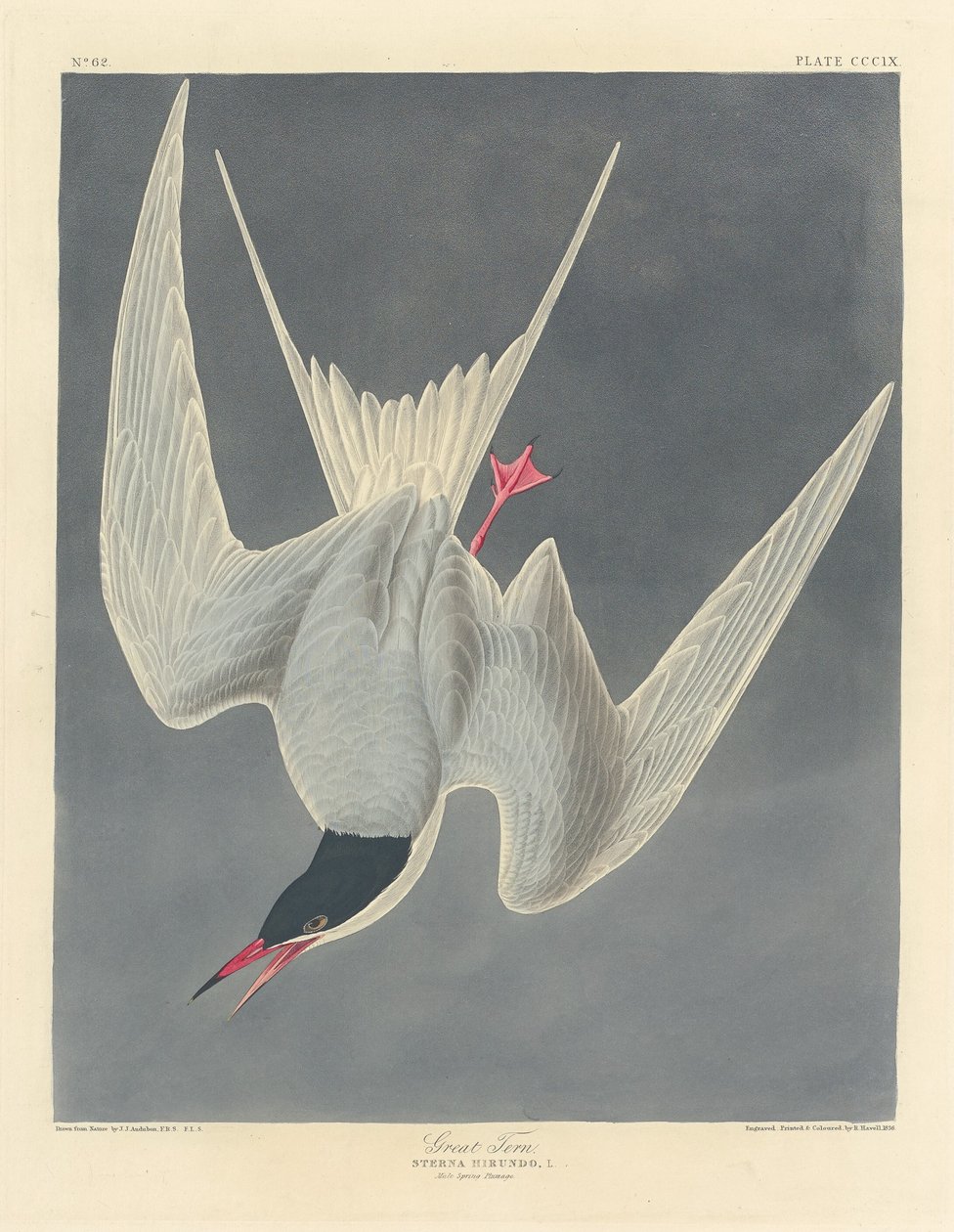Büyük Sumru by Robert Havell after John James Audubon