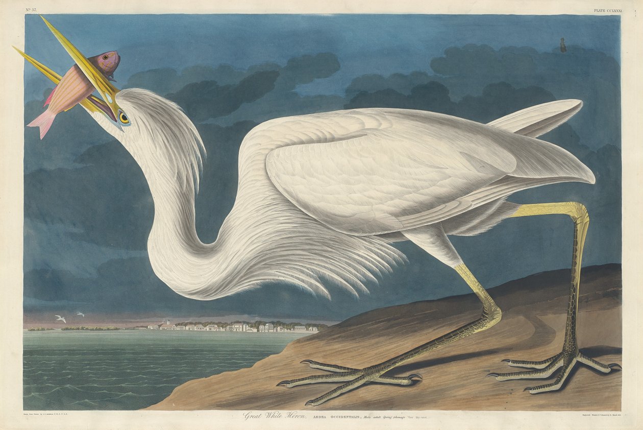 Büyük Beyaz Balıkçıl by Robert Havell after John James Audubon