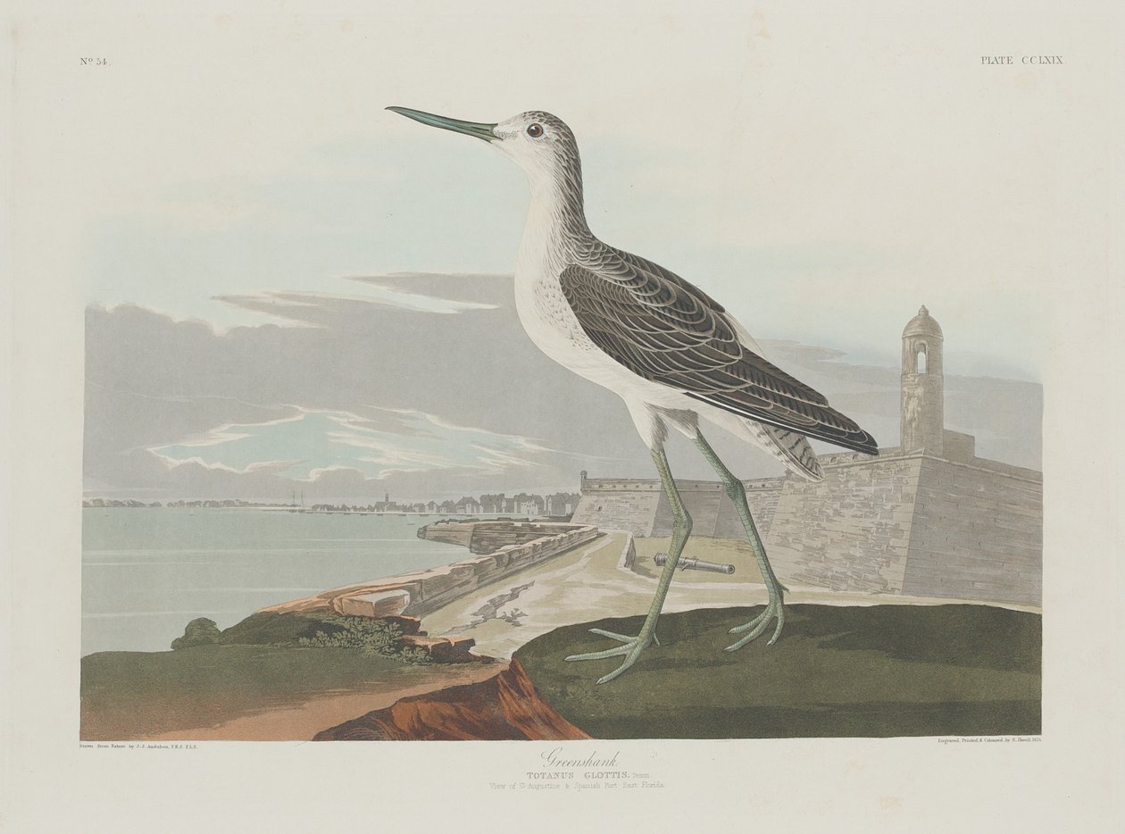 yeşilbacak by Robert Havell after John James Audubon