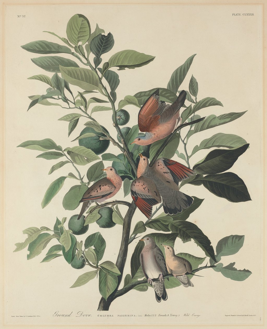 yer güvercini by Robert Havell after John James Audubon