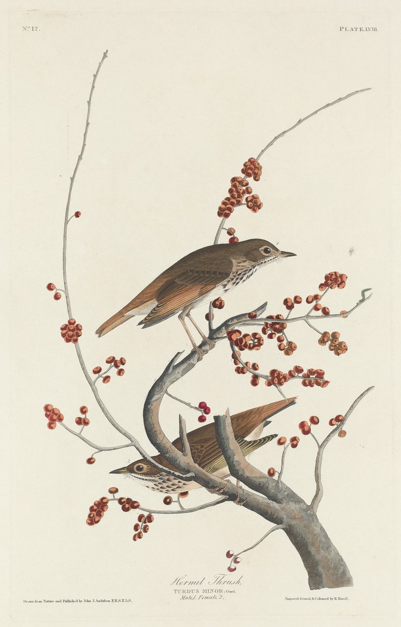 münzevi ardıç by Robert Havell after John James Audubon