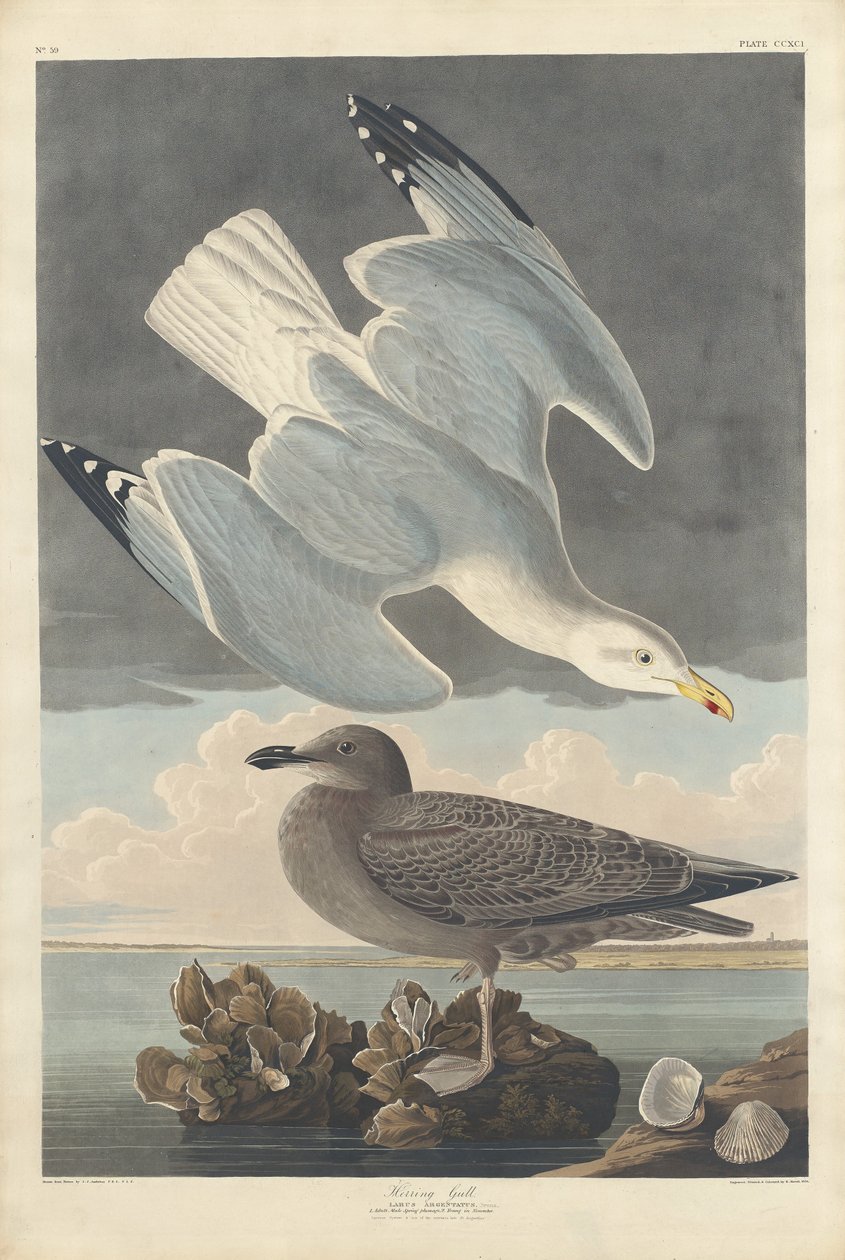 ringa martı by Robert Havell after John James Audubon