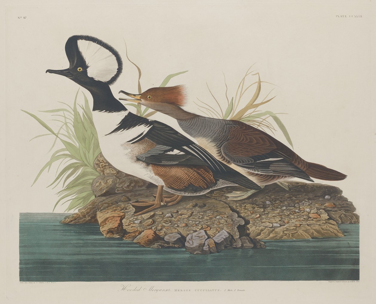 Kapşonlu Merganser by Robert Havell after John James Audubon