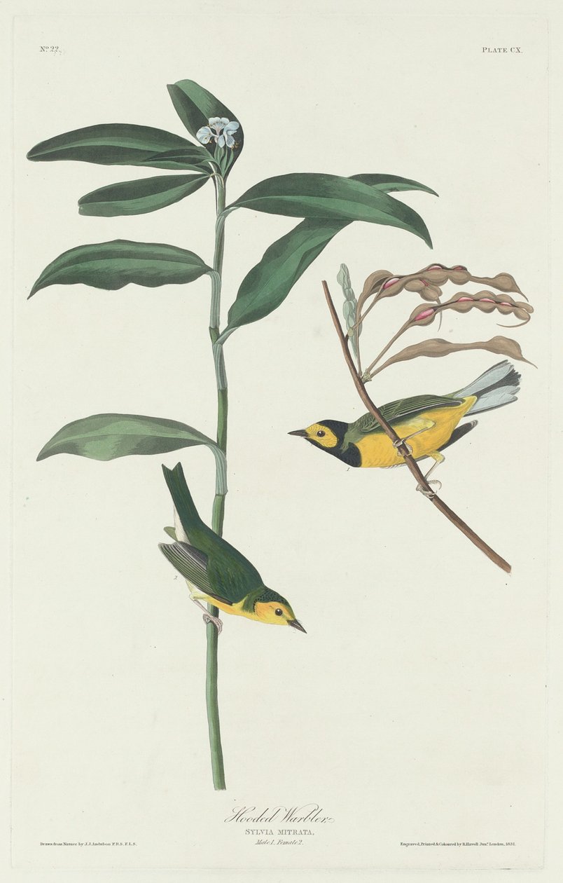 Kapşonlu Ötleğen by Robert Havell after John James Audubon