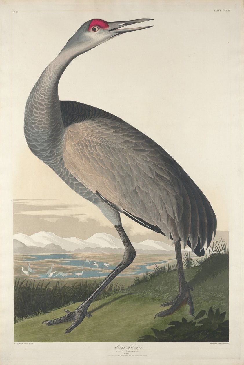 Çemberleme Vinç by Robert Havell after John James Audubon