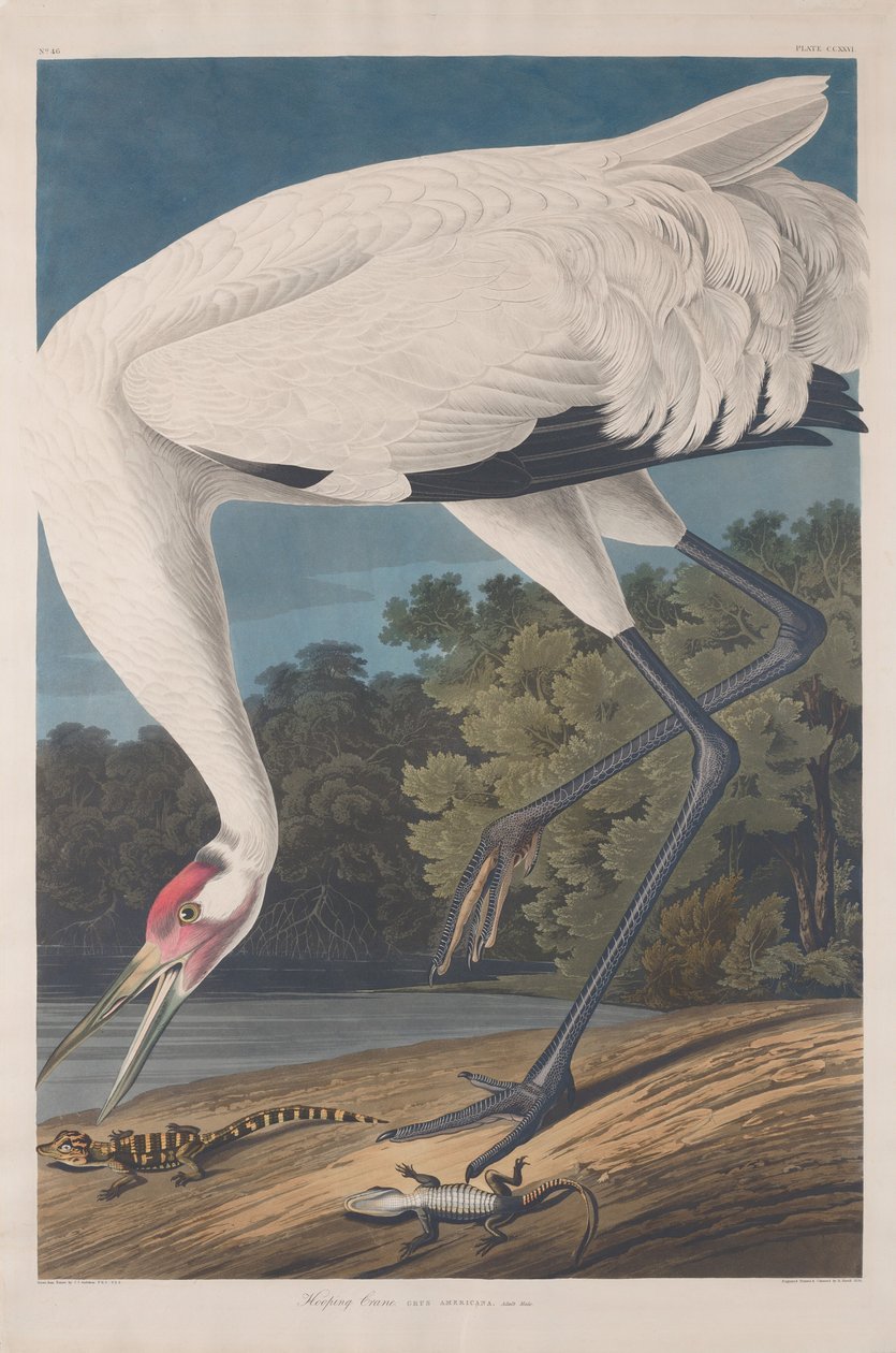 Çemberleme Vinç by Robert Havell after John James Audubon