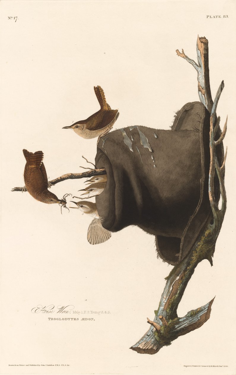 ev çalıkuşu by Robert Havell after John James Audubon