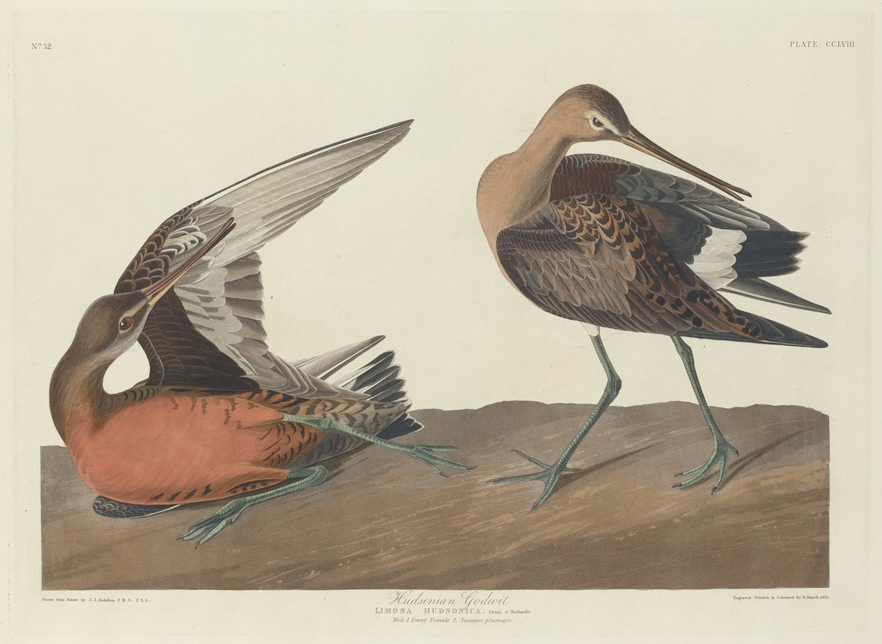 Hudson Tanrıçası by Robert Havell after John James Audubon