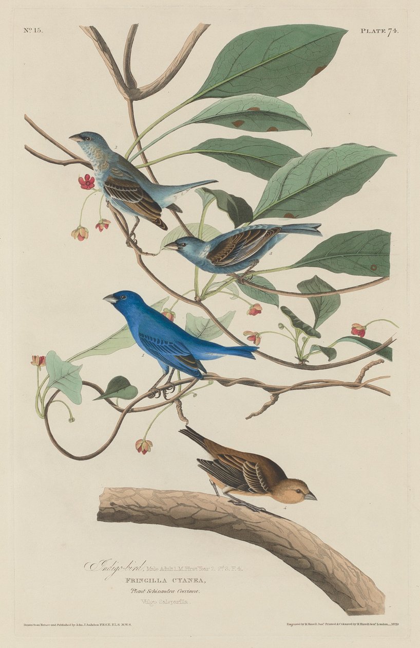 Çivit Kuşu by Robert Havell after John James Audubon