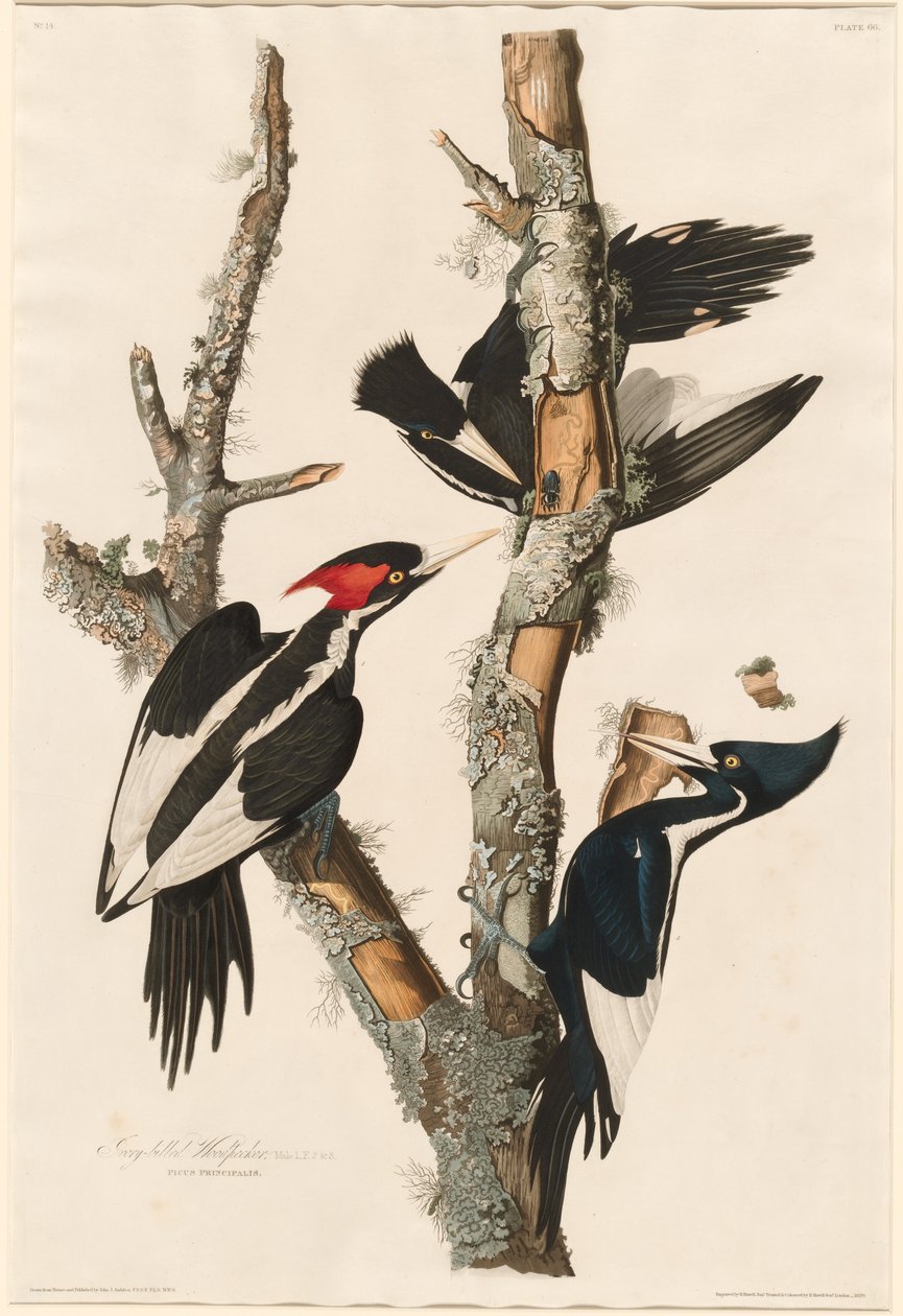 Fildişi gagalı ağaçkakan by Robert Havell after John James Audubon