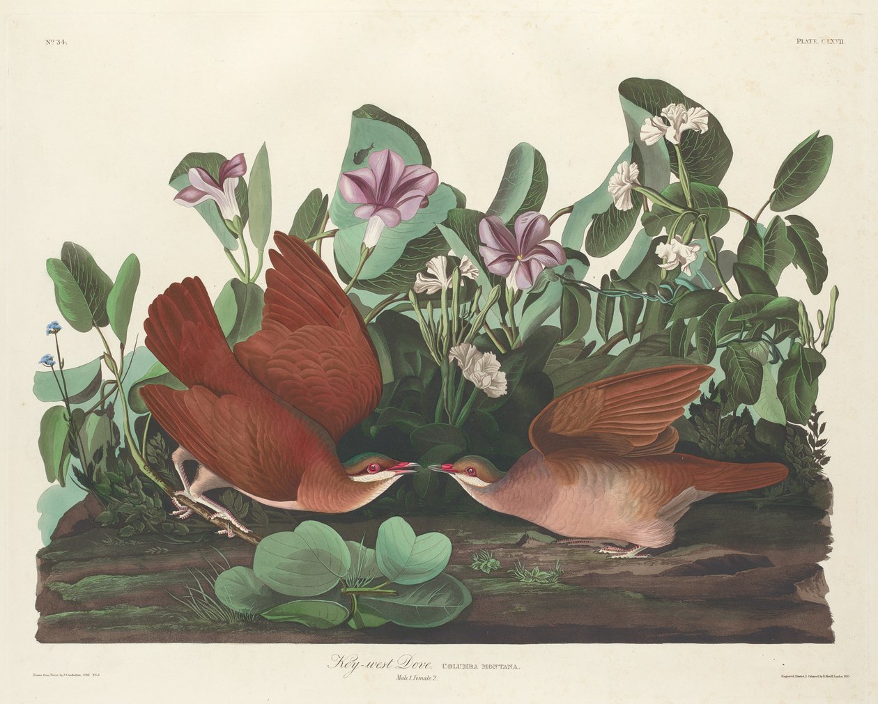 Key-west Güvercin by Robert Havell after John James Audubon