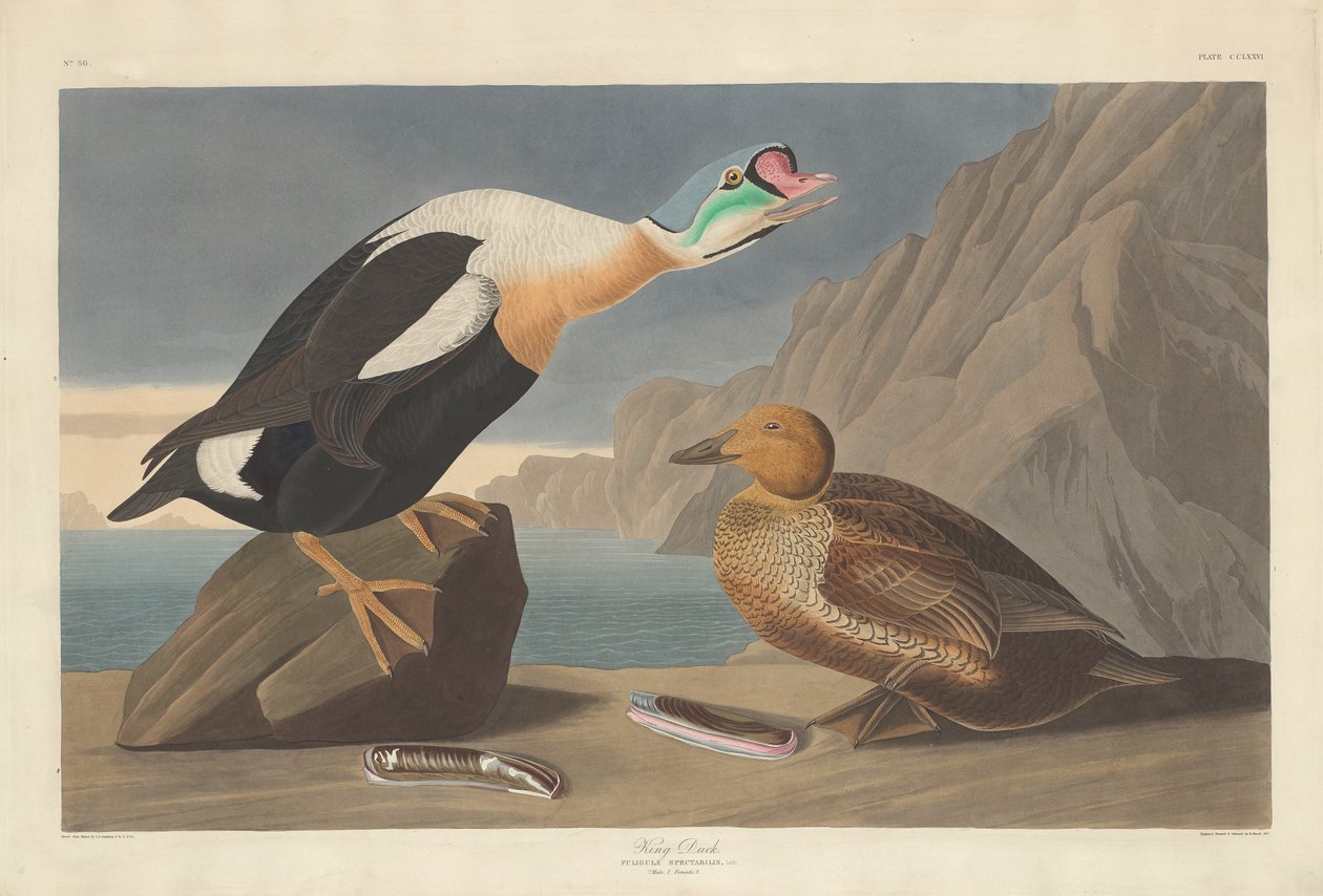 kral ördek by Robert Havell after John James Audubon