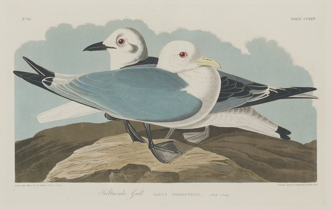 kedicik martı by Robert Havell after John James Audubon
