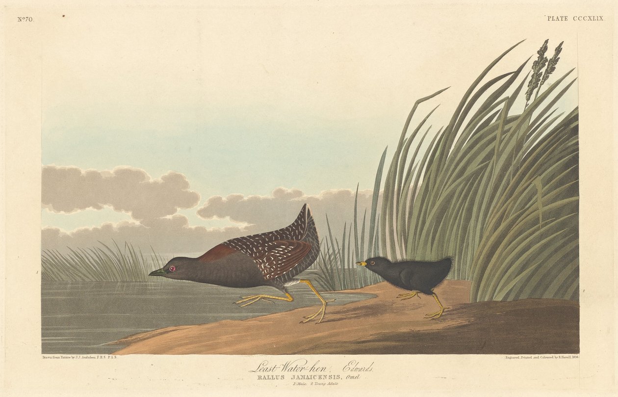 en az su tavuğu by Robert Havell after John James Audubon
