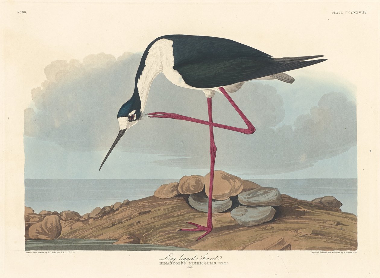 Uzun bacaklı Avocet by Robert Havell after John James Audubon