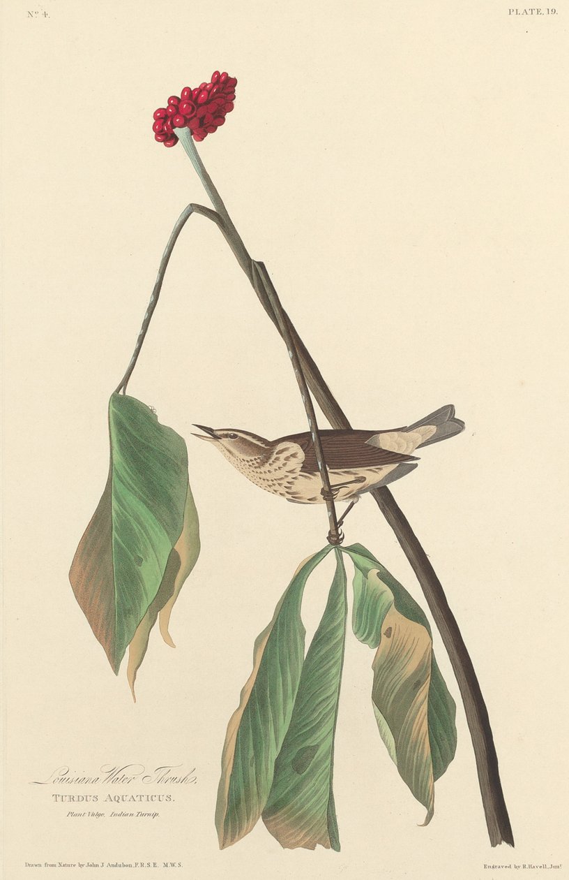 Louisiana Su Ardıçağı by Robert Havell after John James Audubon