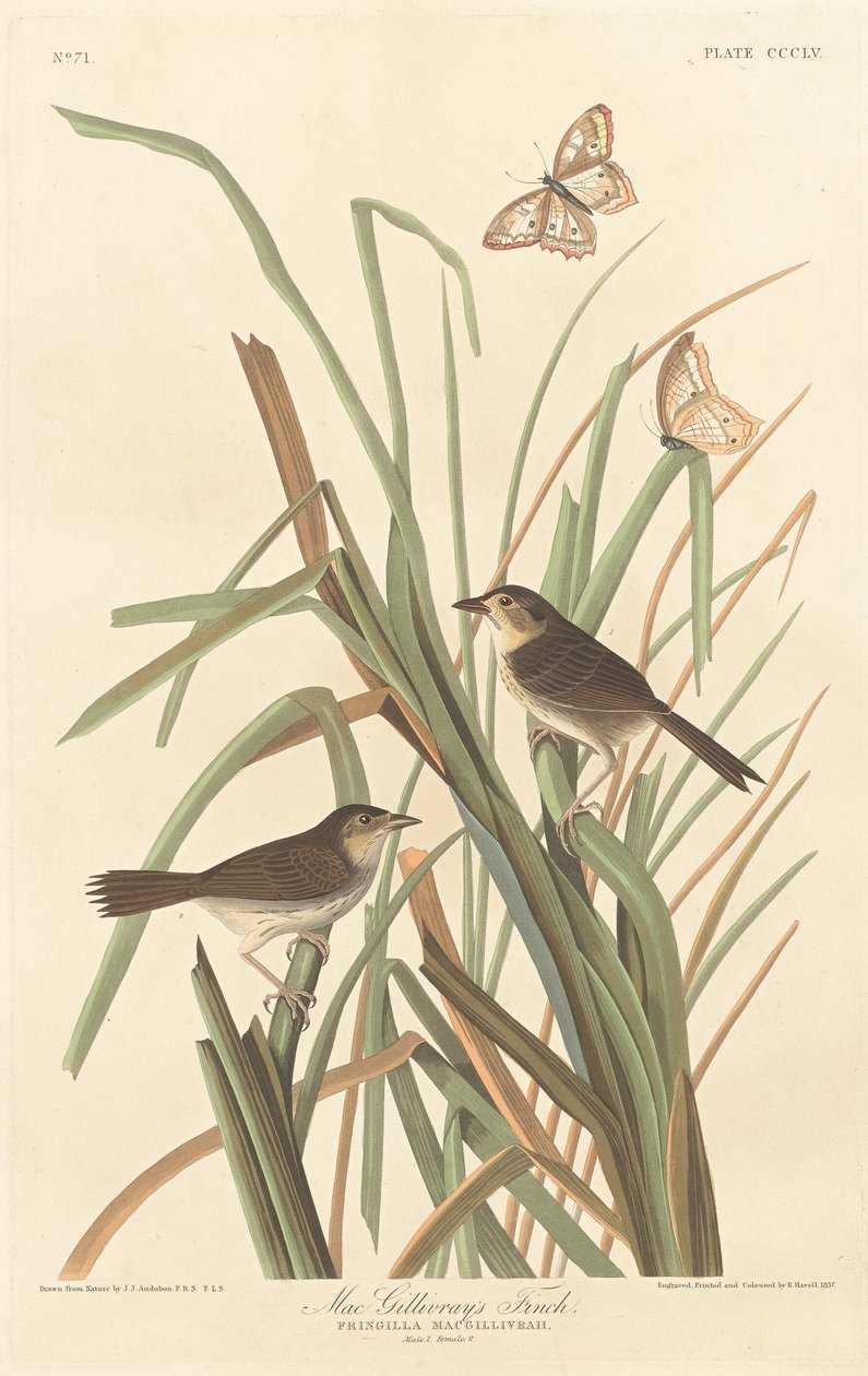 MacGillivray