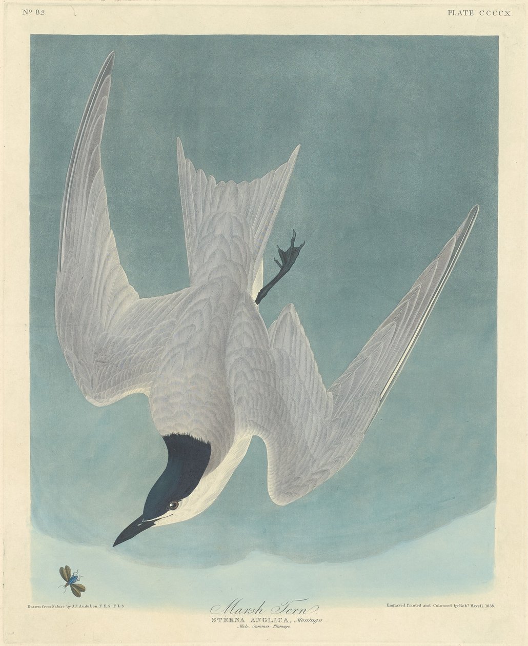 bataklık sumru by Robert Havell after John James Audubon