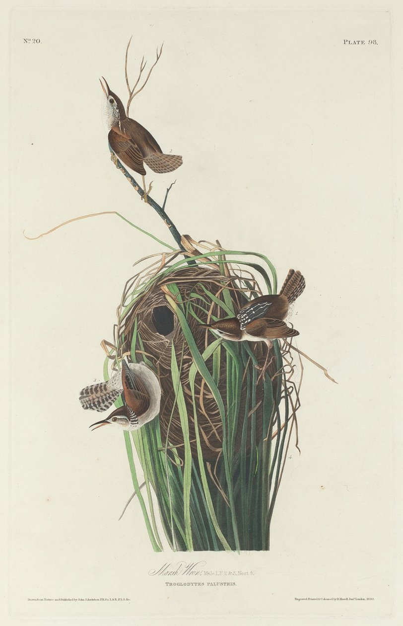 bataklık çalıkuşu by Robert Havell after John James Audubon