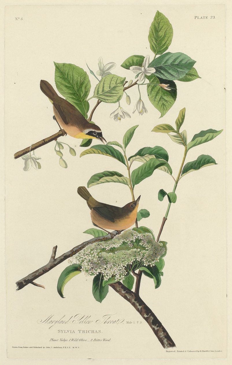 Maryland Sarı Boğaz by Robert Havell after John James Audubon