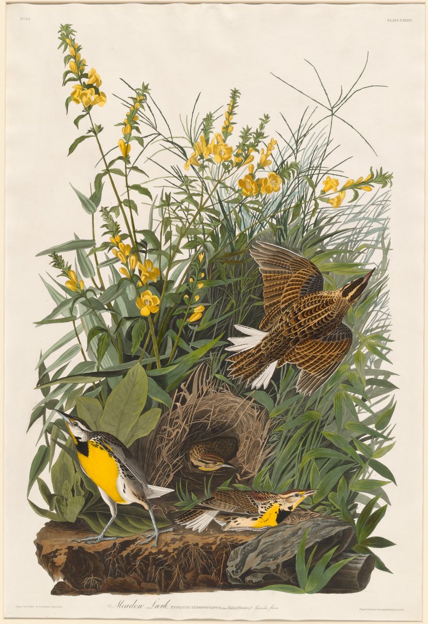 çayır tarlası by Robert Havell after John James Audubon