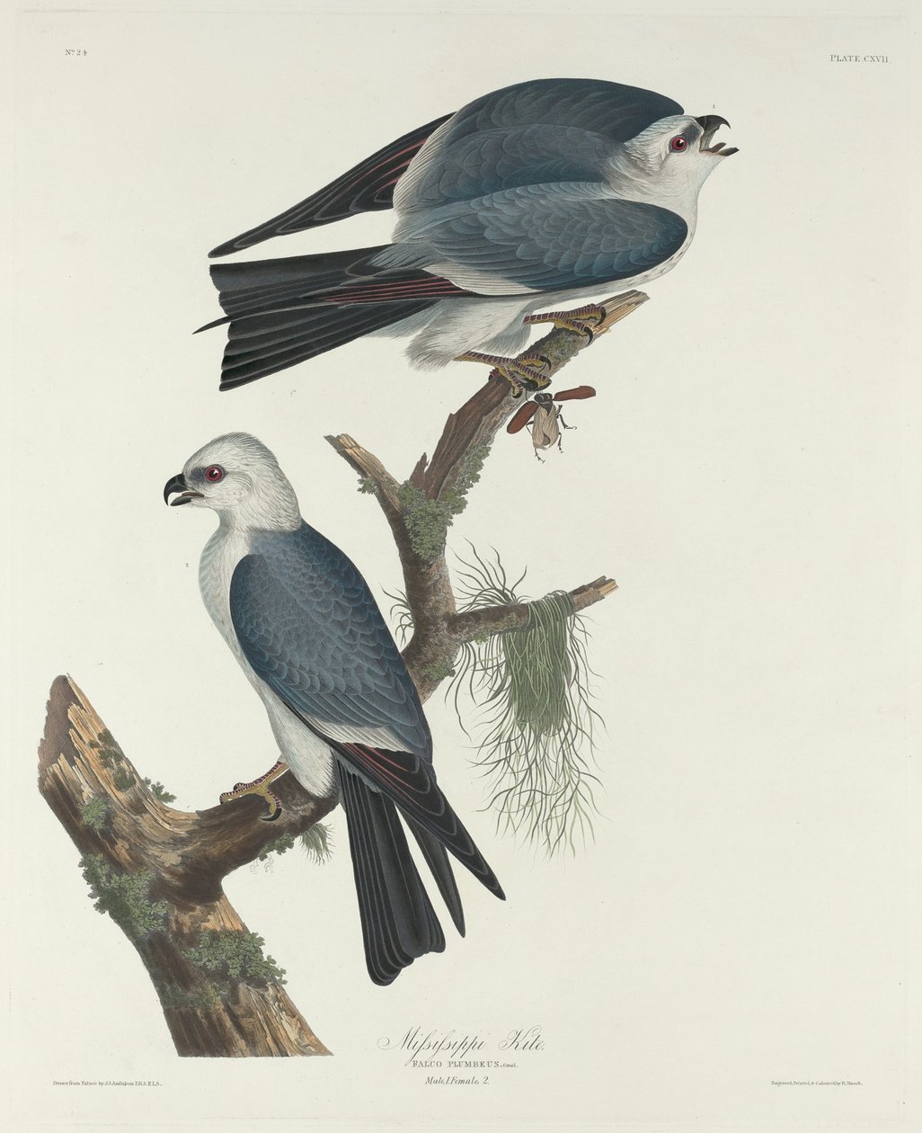 Mississippi uçurtma by Robert Havell after John James Audubon