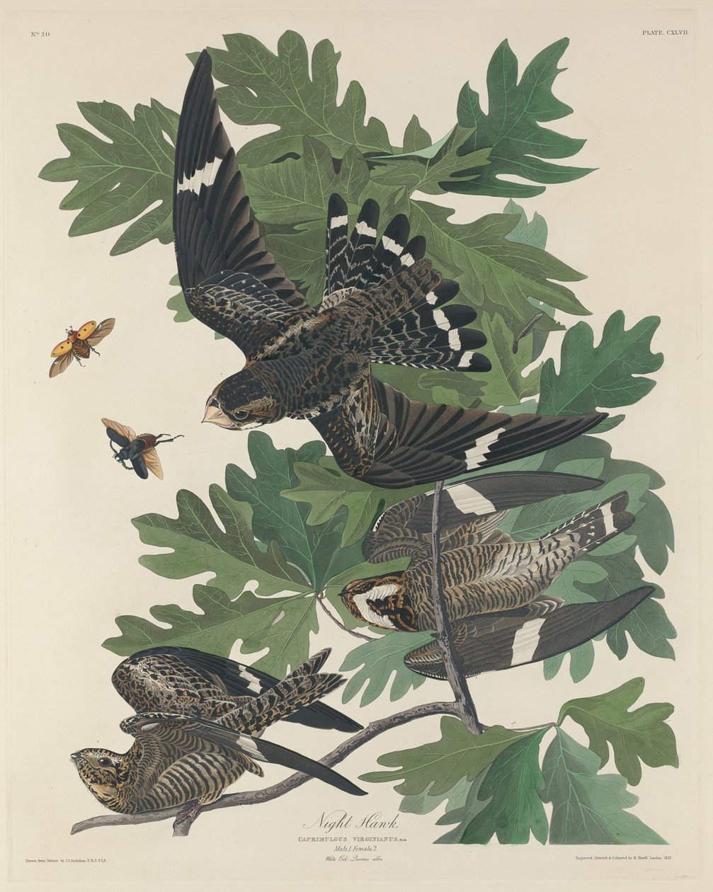 gece şahini by Robert Havell after John James Audubon