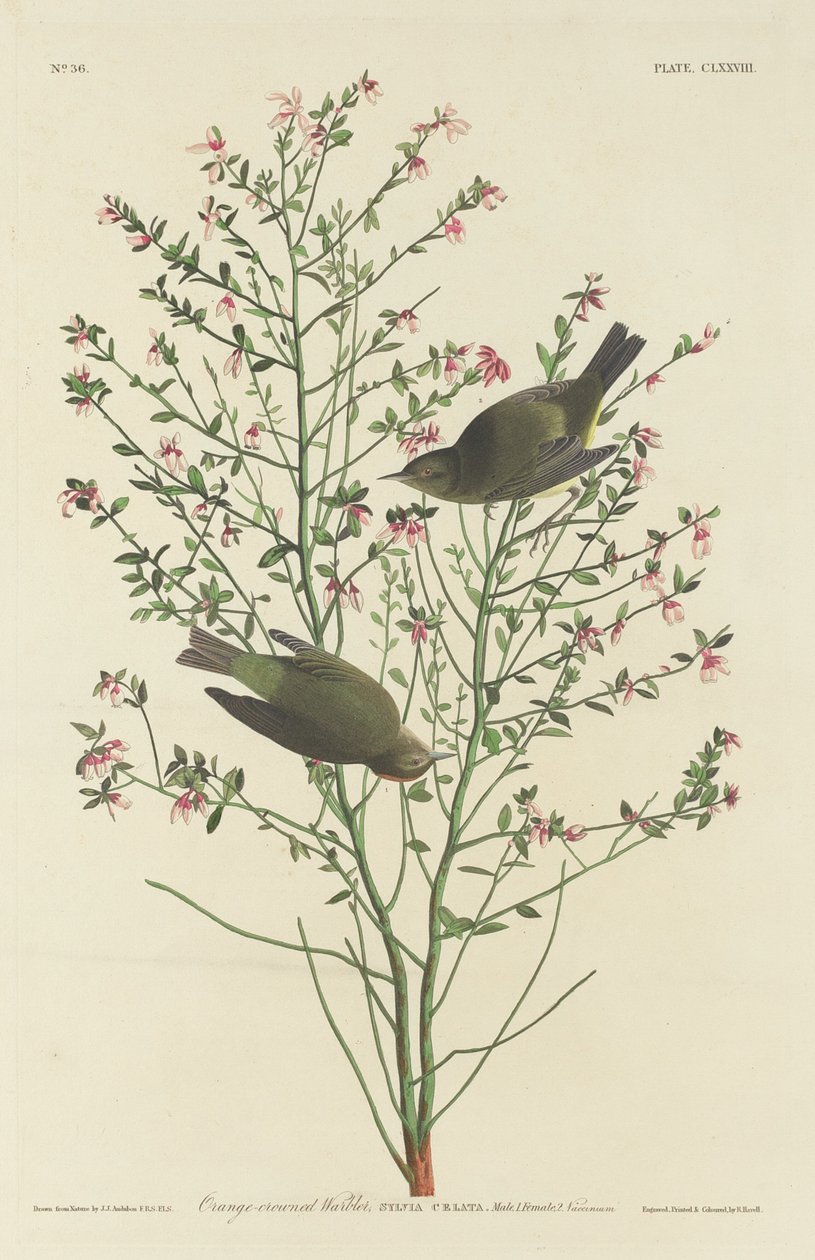 Turuncu taçlı ötleğen by Robert Havell after John James Audubon
