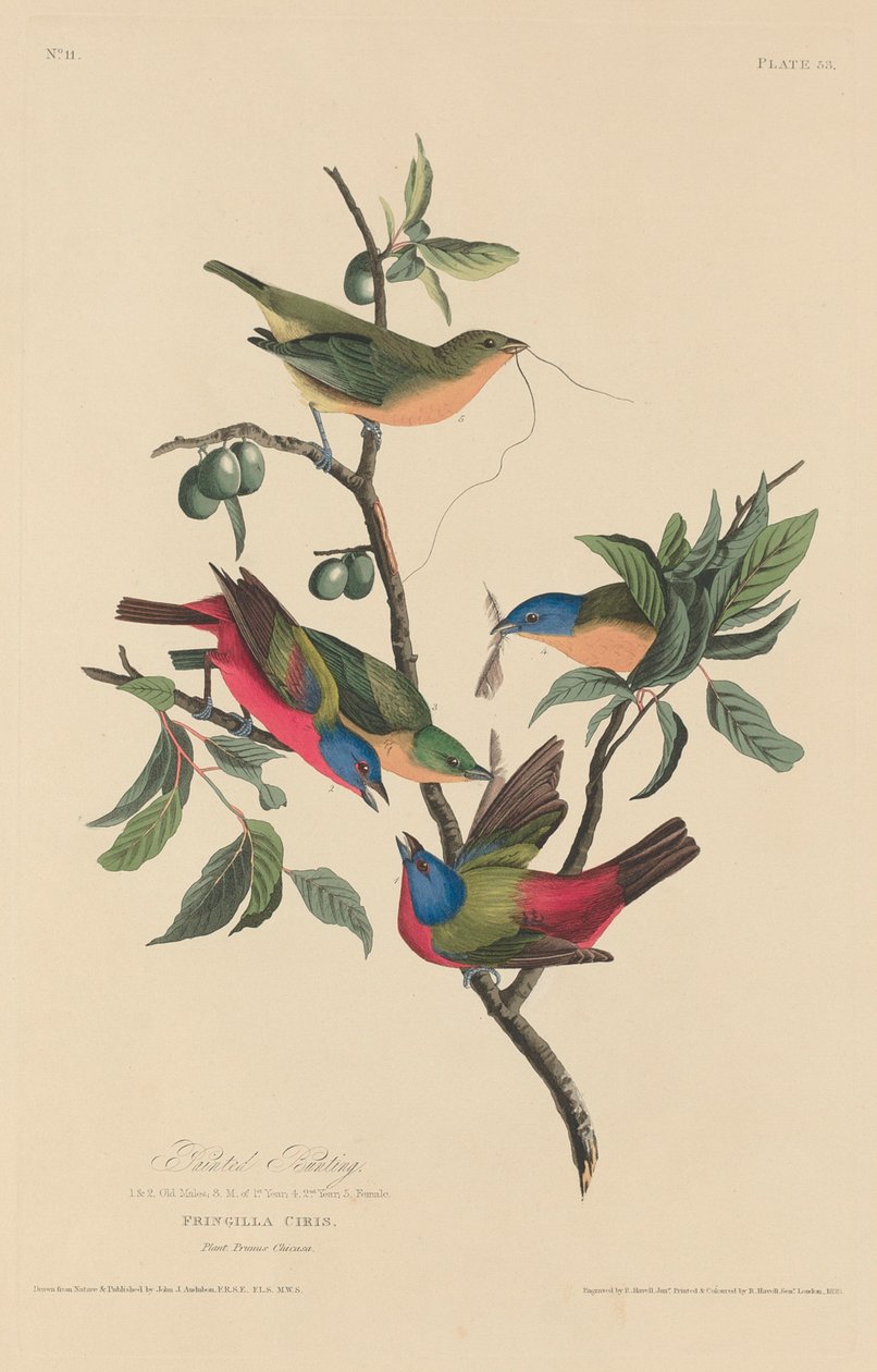 Boyalı Kiraz Kuşu by Robert Havell after John James Audubon