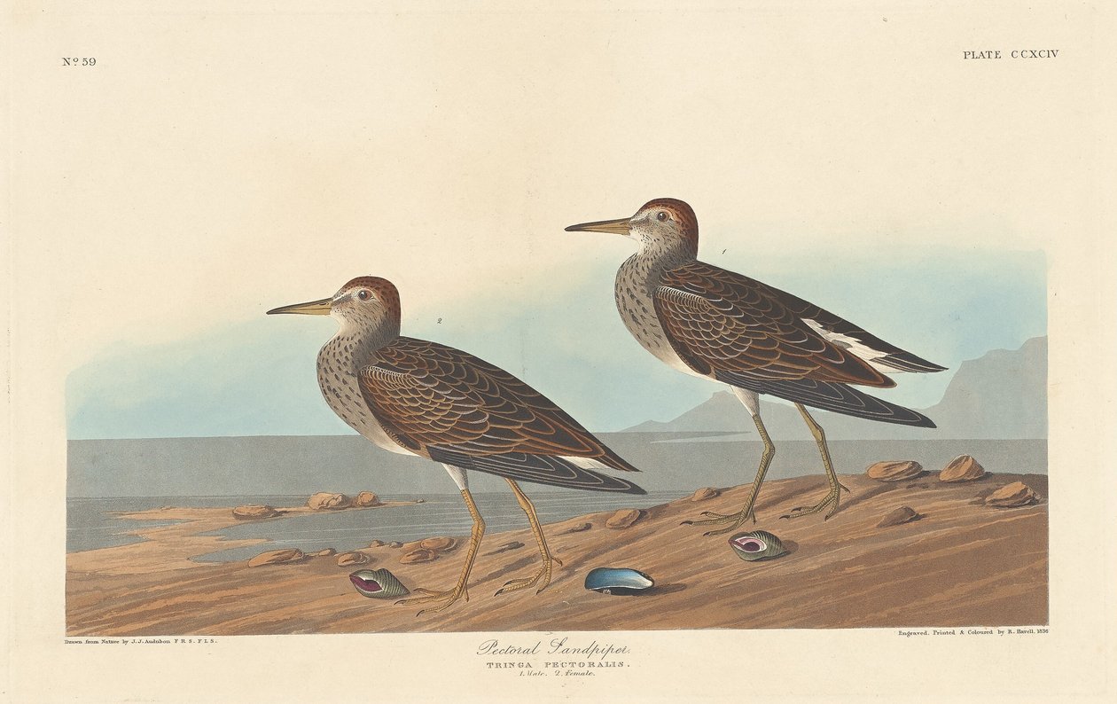pektoral çulluk by Robert Havell after John James Audubon