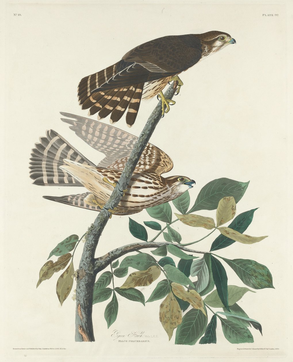 güvercin Şahin by Robert Havell after John James Audubon